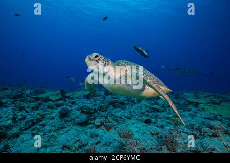 Große Erwachsene weibliche grüne Schildkröte (Chelonia mydas) schwimmen über tropischem Korallenriff in Palau, Mikronesien