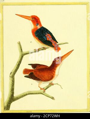 . [Planches enluminées d'histoire naturelle . Femelle du Canard Sauvaae. .Jfii/im -pécheur,de Madagascar. 2, Martin-Pécheur, de Pondichery Stockfoto