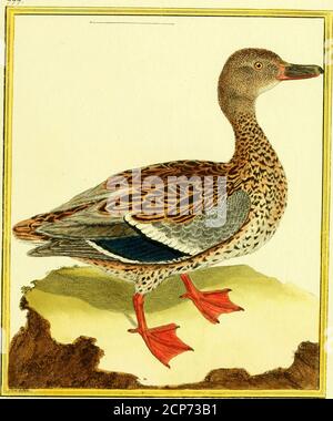 . [Planches enluminées d'histoire naturelle . Lô ( &lt;7/h!/i/ ,W/!/II(7C-. Femelle du Canard Sauvaae Stockfoto