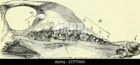 . Zur Anatomie von Wirbeltieren [elektronische Ressource] . 286. Gebiss, Oberkiefer {Hyrax). TEETH OE UNGULATA. 3.07 Stockfoto