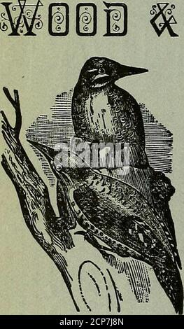 . Die halbjährlichen Ornithologen und Oologen . BFIUL:AR EDITION ^^ OC,^ ^oo o^O o ^o pfft&FIEU./V*,3^. CONTE^NTS. VOL. 2, NR. 2. JULI. 1890. Frontispiz (der am. Sperling Hawk), Die Am. Sperling HAWK, George, einige Hinweise auf Nester zu finden, die Rocky Mountain Screech Eule, der Catbird (mit Gravur), der Rotbauchspecht, die brüchige Eule (mit Gravur), Erfahrung mit einer kranken Ente, die Schneeeule (mit Gravur), unter den Möwen auf Enteninsel, Schwierigkeiten, Nesting des Putenbuzzards (mit Gravur), The Prairie Horned Lark, DEPARTMENT OF THE WILSON CHAPTER, A. A. Veränderung in Co Stockfoto