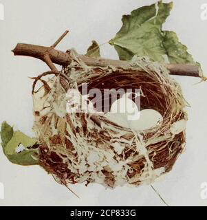 www.flickr.com/photos/internetarchivebookimages/tags/book... . 122 ROTAUGEN VIREO.% 10 lebensgroß. COPYRIGHT 1900, Br A. w MUMfOHO CHICAGO. 645 NEST DES ROT-EVED VIREO.(Vireo olivaceus).über Lebensgröße. COPYRIGHT INSEKTENFRESSER VOGEL 871 Einwohner tropischer und subtropischer Regionen. Die vorgelaufenen Farben dieser Vögel sind verschiedene Schattierungen von hellgrün und grau, die bewundernswert mit ihrer Umgebung harmonieren. Wie viele Leute habe ich begegnet, die mich fragen, toname den Vogel, der den ganzen Tag lang im Schatten Bäume über unseren Rasen singt. Erhaschen Sie einen Blick auf den rotäugigen Songster und Sie werden su sein Stockfoto