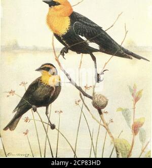 . Vogelkunde . YELLOW-HEADED BLACKBIRD Order – Passeres Family – Icterid/e Genus – Xanthocephalus Species – Xanthocephalus National Association of Audubon Societies Lehrblatt Nr. 5 7 The Yellow-headed Blackbird 251 etwa Mitte April, aber erst am letzten des Monats oder Anfang Mai werden sie zahlreich. In dieser Region brüten sie fast ausschließlich in der Dichte Nesting Wachstum von Quill-Schilf (Phrapniten), die Kahlen oder umkreist viele der Schlitze und flachen Seen der Prärie und semi-Prairiepartien des Staates. OccasionaUy Frühling frischt oder andere Störungen m Stockfoto