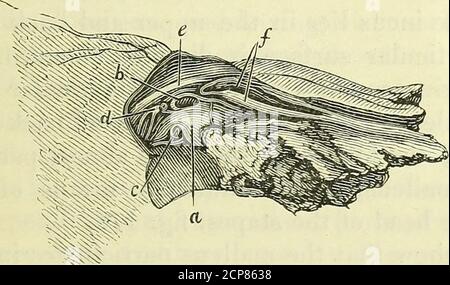 . Zur Anatomie von Wirbeltieren [elektronische Ressource] . Abschluss des Nervus cochlea, höher magn.(A. nat. Größe). xcvr 184 185. Stockfoto