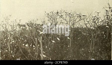 . Vogelkunde . BRAUNE PELIKANE BEI ST. PETERSBURG, FLORIDA, GESCHÜTZT DURCH DAS AUDUBON-GESETZ, FOTOGRAFIERT VON T. H. JACKSON. KLEINER TEIL DER VOGELINSEL, ORANGE LAKE, FLORIDA. ETWA NEUN HEKTAR SIND SOMIT DICHT BESIEDELT VON DEN GESCHÜTZTEN BRUTVÖGELN, die von Warden O. E. Baynard (192) fotografiert wurden.dl die Audubon-Gesellschaften 193 Pelikane waren besonders zahm. NearArcher, in Alachua County, zwei Tage wurden im Sattel verbracht, Besuch der Seen.Prärien und Teiche, wo in der Kindheit die ewriter gefunden hatte Reiher und andere Heronsby Tausende. Das Ergebnis dieser Rideten war am deprimierendsten. Über die manymiles von Territ Stockfoto