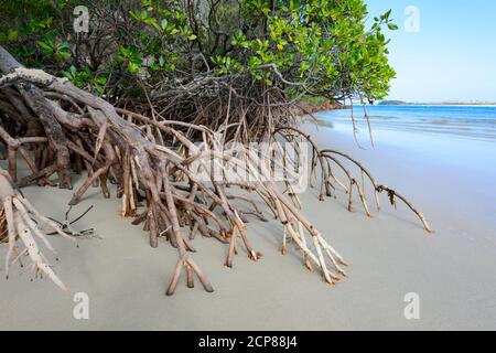 Luftwurzeln von Küstenmangroven in Daliwuy Bay (Binydjarrnga), East Arnhem Land, Northern Territory, NT, Australien Stockfoto