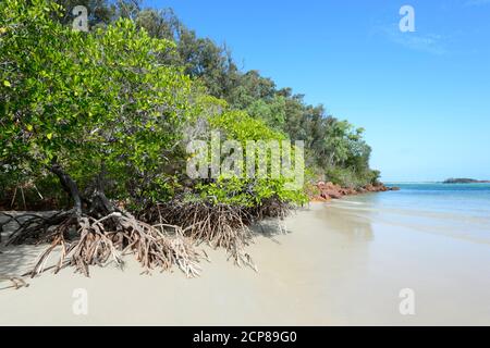 Coastal Mangrove at Daliwuy Bay (Binydjarrnga), East Arnhem Land, Northern Territory, NT, Australien Stockfoto