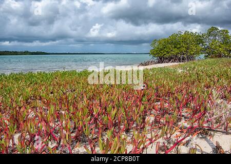 Rote Sukkulenten wachsen am Strand von Daliwuy Bay (Binydjarrnga), East Arnhem Land, Northern Territory, NT, Australien Stockfoto