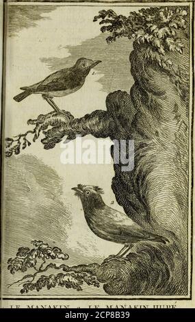 . Histoire naturelle des oiseaux . riiL. TL. Ft./yuc/.JJ.^C.. l:.XE M:A^^AKTN^. :i. JLE .A£.i:NAKI^3^ UIITE . des Manakins. i^f i –■ – III mil Miiiiii II i ■!■ Mai – A – Il ■■ iimhiib it *L£ CASSE-NOISETTE (A). Seconde efpece. IS ous DONNONS le nom de cajjc-noifette à cet oifeau, parce que fon crirepréfente exa6tement le bruit du petitoutil avec lequel nous caflons des noi-fettes. Il na nul autre chant ni ramage:on le trouve affez communément à latGuyane, fur - tout dans les lifîères desgrands bois, car il ne fréquente pas plusque les autres manakins les favannes &les lieux découverts. Les cafTe-no Stockfoto