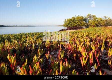 Rote Sukkulenten wachsen am Strand von Daliwuy Bay (Binydjarrnga), East Arnhem Land, Northern Territory, NT, Australien Stockfoto