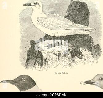 . Die Vögel des östlichen Nordamerika bekannt, östlich des neunzehnten Meridian auftreten .. . V Bonapartet* Möwe. Suninicr.HoimirU-H (iiiU loBca llio lilm-k hfii.l in wiiUr. Sabliif-* (Mill. 38 SCHLÜSSEL ZU DEN VÖGELN DES ÖSTLICHEN NORDAMERIKAS. Unterteile, weiß; erster Primär, ganz schwarz oder dunkelbraun (Erwachsene). Larus atricilla. Lachende Möwe. Siehe Nr. 33. Allgemeines Gefieder, weiß; Rücken, weiß; erstes Primärgefieder ganz weiß, oder mit einem schwarzen Fleck an der Spitze; Hinterzehe, mit Nagel; Schnabel, gelb. Pagophiln alba. Elfenbein QuII. Siehe Nr. 22. Rückseite, perlgrau; inneres Netz aus Primär, weiß, breit mit schwarz getippt; A s Stockfoto