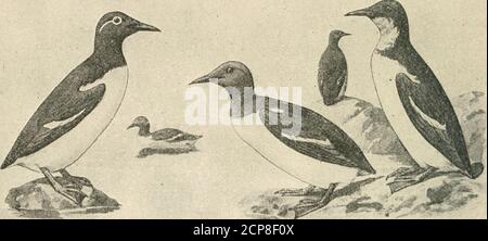 . Die Vögel des östlichen Nordamerika bekannt, östlich des neunzehnten Meridian auftreten .. D. h. Kopf und Hals, rußig braun. /^ Alle. Dovekie. Little Auk See Xo. 17. * ^ Gruppe 2. Flügel, 5.50 bis 6.50 Zoll lang. &gt; i&gt;ill, Papagei likr; Unterteile, weiß; Rücken, schwarz: u-;ually a IdackcDll.ir. Fratercida arctka. Puffin. Seegotte. Siehe Nr. !l. Erwachsene in sninincr: Allgemeines Gefieder, schwarz, wliiic patcli ont- Schulter: Basale Hälfte des jjreater winj;: Deckchen (Federn forminj; wliiic pniili auf Zinn- winu, schwarz. W ie Vögel haben y^ g^^ die nndirparls weiß, und die npprr Teil-, bi;uk an& Stockfoto