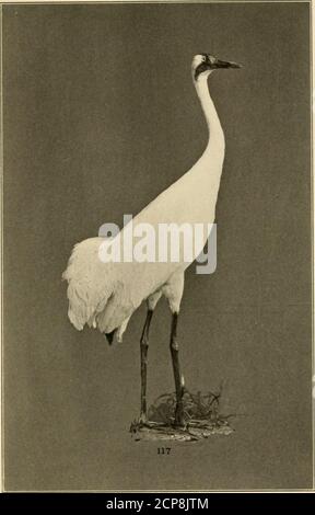 . Unser gefiedertes Spiel; ein Handbuch des nordamerikanischen Spiels Vögel . PLATTE XXVI. CRAXK.117. Whopping Crane. PLATTE XXVII Stockfoto