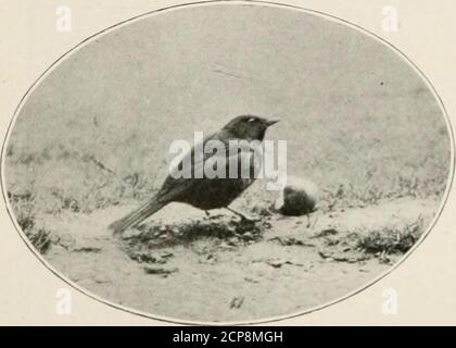 . Wilde Natur die Wege . HUNGRY SPARROWSAT FRÜHSTÜCK. Platziert in einem Loch in der trnnk eines verfetzten Baumes, oder in einem Loch in den Kopf eines alten Stumpf, wie das, aus dem das Paar von buckligen Sperlinge sind gezeigt schnappen eine eilige Mahlzeit inder Abbildung oben. Diese Anordnung stellt den gefiederten Tisch ordentlich dar und bietet gleichzeitig eine gute Gelegenheit, wie man aus einem Blick auf das Bild entnehmen kann, Kamerastudien von den Empfängern ihrer Gastfreundschaft zu machen. Ein Apfel, festgebunden, wenn der Boden nicht undurchdringlich hart gefroren ist, übt einen unwiderstehlichen Charme über viele Vögel aus und leistet sich Stockfoto