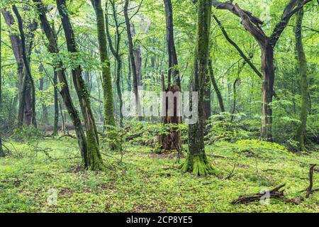 Neuchâtel Urwald bei Zetel und Neuchâtel, Naturschutzgebiet Neuenburger Holz, Ostfriesland, Nordseeküste, Niedersachsen, Norddeutschland, Stockfoto