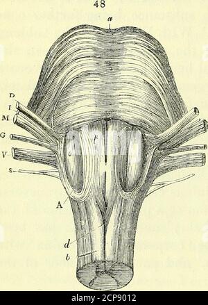 . Zur Anatomie von Wirbeltieren [elektronische Ressource] . )-. MACROMYELON VON MAMMALIA. 83 Stockfoto