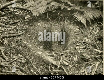 . Eiersammlung und Vogelwelt von Australien. Katalog und Daten der 'Jakaksonian Oological Collection', illustriert mit zahlreichen Fotografien .. . Glücklicherweise mit den Augen dieses Laubvogels, sind sie dennoch rareitems, und sind immer noch angenehm desideratum in vielen Sammlungen. A.J. Campbell schreibt über diese Art: – Es ist etwas bemerkenswert, dass die Eier, obwohl die Satinvögel in der Gegend reichlich vorhanden sind, äußerst seltene Sammlungen sind. Schöner Satz von 2 Eiern, von der unregelmäßig gesäumten Sorte, travel Linien und hook-like hieroglyphics being hauptsächlich auf das grössere Ende von Th begrenzt Stockfoto