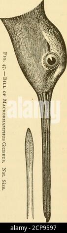 . New England Vogelleben: Ein Handbuch der New England Ornithologie; . die angebliche VarietyM. Skolopacetis sind darüber hinaus gegeben.) Ein gemeinsamer Migrant im Frühling und Herbst. Es wird auch von Dr. Brewer und Mr. Boardman als Sommerresidenz im nördlichen Neuengland betrachtet, aber wir haben keine unbestimmten Ratschläge über seine Zucht in unseren Grenzen. Es nistet sicherlich sehr weit nach Norden, sogar zu den ArcticCoasts von Nordamerika, thoughoughmany Individuen erscheinen im August wieder amongus. Die Vögel werden während der folgenden Monate reichlich vorhanden sein, und leisten ausgezeichnete Sporttto die Schützen. Sie frequentierSchlammbarren, flache und sumpfige Met Stockfoto