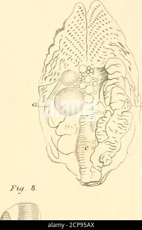 . Eine Geschichte der britischen Vögel, indigene und Zugvögel: Einschließlich ihrer Organisation, Gewohnheiten und Beziehungen; Bemerkungen über die Klassifizierung und Nomenklatur; ein Konto der wichtigsten Organe der Vögel, und Beobachtungen im Zusammenhang mit der praktischen Ornithologie .. . ru) 1 ^ i* IuLf 6.. Stockfoto