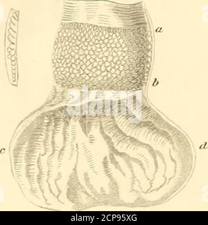 . Eine Geschichte der britischen Vögel, indigene und Zugvögel: Einschließlich ihrer Organisation, Gewohnheiten und Beziehungen; Bemerkungen über die Klassifizierung und Nomenklatur; ein Konto der wichtigsten Organe der Vögel, und Beobachtungen im Zusammenhang mit der praktischen Ornithologie .. . Fiq. Z. ru) 1 ^ i* IuLf 6. Stockfoto