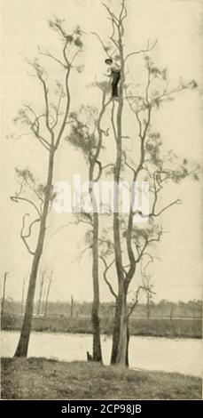 . Eiersammlung und Vogelwelt von Australien. Katalog und Daten der 'Jakaksonian Oological Collection', illustriert mit zahlreichen Fotografien .. . tion von 30 Fuß, auf einem hori-zontal Gliedmaßen, der sich über das Wasser lehnt. Ich habe noch das Nest in meinem Besitz, und das Glied, auf dem es gebaut wurde. Es ist alarge Stick Struktur, misst 20 Zoll quer, und hat eine sehr leichte Depression in der Mitte für die Eier. Dies ist einer der ersten Gelege dieser seltenen Eier, die in New SouthWales genommen wurden, das heißt, soweit uns die Aufzeichnungen zeigen. Wir bemerkten, dass beide Vögel seinerseits auf den Nestern sitzen. Bei der Einnahme dieses Stockfoto