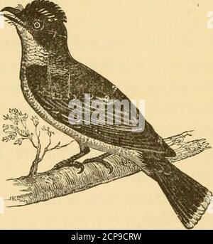 . New England Vogelleben: Als ein Handbuch der New England Ornithologie; . 50 ; Schwanz, 3.50 ; Schnabel, weniger als i.oo. Kein einer der Fliegenfänge ist in England reichlicher als thistyrant, noch ist irgendein von ihnen so auffallendes afigure auf dem Highwaysand in den by-ways alike. Travel temperamentvolle Kreatur ist über unserem ganzen Land dispersed und folglich charakterististicof kein faunal Gebiet; Aber, inseiner lokalen Verteilung, ist es am zahlreichsten in kultivierten und bevölkerungsreichen Regionen, so dass die größere Zahl von Individuen in Neu-Englandist ständig unter dem Auge des Menschen, dessen Blick wird mit kühlen Kühnheit und wieder gedreht Stockfoto