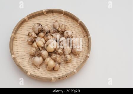 Bio-Knoblauch (Allium sativum) in gewebtem Bambuskorb. Isoliert auf weißem Hintergrund. Speicherplatz kopieren. Stockfoto