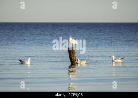 Möwen auf Groynes am Strand von Graal-Müritz, Ostseeküste, Mecklenburg-Vorpommern, Norddeutschland, Deutschland, Europa Stockfoto