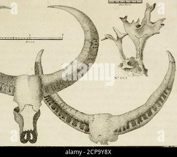 . Das Tierreich, oder zoologisches System, des gefeierten Sir Charles Linnæus. Enthält eine vollständige systematische Beschreibung, Anordnung und Nomenklatur, aller bekannten Arten und Varietäten der Mammalia, oder Tiere, die ihre Jungen saugen. 1 l l l ! I i i i. NS746 D? Woirs 7»ii/. Stockfoto