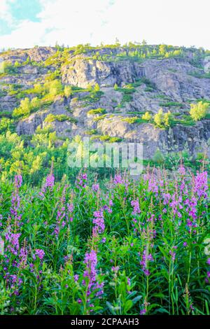 Rosebay Weidenkräuter wunderschöne rosa Blüten vor einem Berg in Hemsedal, Viken, Norwegen. Stockfoto