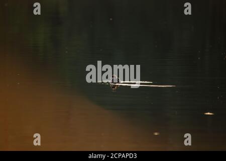 Golden Eye Küken, Szene auf dem See am Abend Stockfoto