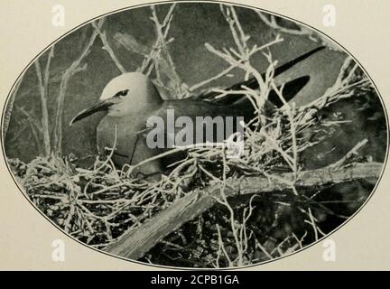 . Wild Wings; Abenteuer eines Kamera-Jägers unter den größeren Wildvögeln Nordamerikas auf See und Land. E Noddy und die Sooty Tern, beide Vögel der Rotweine, die nur an diesem einen Ort in allen AUF EINSAMEN VOGELSCHLÜSSEL gefunden werden 87 die Vereinigten Staaten. Jedes hat etwa die Größe einer Taube, slenderund anmutig, mit ziemlich langen, spitzen Flügeln. Die SootyTern ist tiefschwarz in ihrem oberen Gefieder und schneeweiß unten, während die Noddy überall dunkelbräunlich grau ist, mit einer weißlichen Mütze auf ihrem Kopf. Die Noddy erinnert mich an fotografische Negative unserer gemeinen Seeschwalben des Nordens, die von der sind Stockfoto