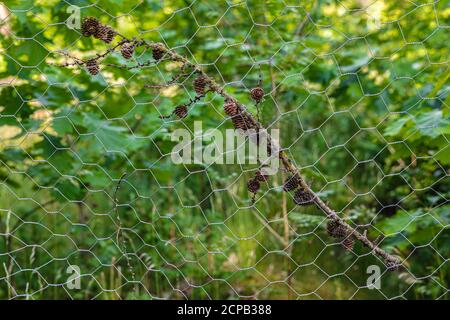 Ast mit Lärchenzapfen hängen am Kettengliederzaun Stockfoto