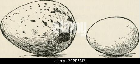 . Lehrerhandbuch der Vogelwelt : ein Leitfaden für das Studium unserer gemeinsamen Vögel . ) pe; Irance, und kann eine grobe, kalky Ablagerung, wie inCormorants und andere, oder dünn und hochglanzpoliert, wie inSpechte. Die Farben der Eier sind aufgrund von Pigmenten, ähnlich Pigmente, deponiert durch Kanäle, während die zB^^ ist in theoviduct. Eine oder mehrere der Schalenschichten können pigmentiert sein, und Abweichungen in den Tönungen desselben Pigmentes können durch eine zusätzliche Schicht Karbonat von Kalk verursacht werden, die die sogenannten Trübungen oder Schalenmarkierungen hervorbringt. AYliile die Eier der gleichen Art mehr oder weniger einander ähneln, Stockfoto