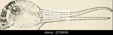 . Lehrerhandbuch der Vogelwelt : ein Leitfaden für das Studium unserer gemeinsamen Vögel . Abb. 18. – Ferratenschein von Merganser, einem fischeizenden Vogel. (Ya natürliche Größe.) Abb. 19. – Probelike Bill of Woodcock, zeigt, in welchem Umfang die obere mandi-ble bewegt werden kann. (VA natürliche Größe.) Wenn es sechs Zoll in der Länge und gerade, oder nach unten gebogen. Das hat man vor kurzem gelernt Stockfoto