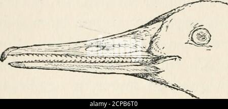 . Lehrerhandbuch der Vogelwelt : ein Leitfaden für das Studium unserer gemeinsamen Vögel . 32 FOKM UND GEWOHNHEIT: DIE RECHNUNG. COROLLA. In den Tootli-billed Hummer {Androdon) sind bothmandibles fein gezackt am Ende, die npj^er einbeing auch eingehakt, und der Vogel ernährt sich von Insekten, die auf der Oberfläche von Blättern und an anderen Stellen einfängt. Unter den Woodhewers {Dendrocolaptidce) von Südamerika gibt es ebenso viel Variabilität, die gleichermaßen variable Futtergewohnheiten widerspiegelt. Einige Arten haveshort, stout, gerade Bills, andere außerordentlich lang, schlank, gebogene.mergansers, Gantets, an-hingas, und andere birdst Stockfoto