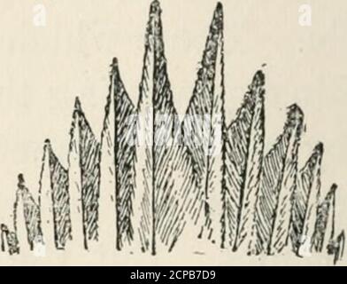 . Lehrerhandbuch der Vogelwelt : ein Leitfaden für das Studium unserer gemeinsamen Vögel . Abb. 3. - Spitze des Schwanzes von (a) Specht und von (b) Braune Kriechvogel, zeigt die spitze Form in Schwänzen von kriechenden Vögeln verschiedener Familien. (Natürliche Größe.) Ich verstehe nicht, wie die Spechte Speer-tippedtongue aus der Gewohnheit der Impalinggrubs hervorgegangen sein könnten, und in diesem Fall sollte ich geneigt sein, die Struktur als wegen einer natürlichen Zuchtwahl zu berücksichtigen, die günstige Variationen in der Form dieses Organs vorserviert hat. Ich habe nicht Raum, um dieses Thema ausführlicheres zu besprechen, aber vertrauen, daß genug zu so c gesagt worden ist Stockfoto