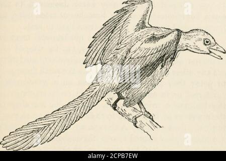 . Lehrerhandbuch des Vogellebens: Ein Leitfaden für das Studium unserer gemeinsamen Vögel. ds hatte Zähne. So können wir den Vergleich fortsetzen und feststellen, dass Thatbirds keine universellen Besonderheiten der Struktur haben, die in irgendeinem Grade weder bei Säugetieren noch bei Reptilien vorhanden sind, bis wir zu ihrer äußeren Abdeckung kommen. Thereptil ist skaliert, und so ist der Fisch; das Säugetier ist behaart, und so sind einige Insekten; aber Vögel allein besitzen Federn.Sie werden von jedem Vogel getragen - eine passende Kleidung für einen Körper, der eine wunderbare Kombination von Schönheit, Leichtigkeit und Stärke ist. Es gibt gute Beweise für den Glauben, dass Vögel havedes Stockfoto