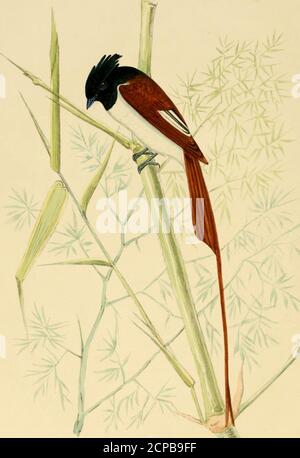 . Illustrationen der indischen Ornithologie : mit fünfzig Figuren von neuen, unfigurierten und interessanten Vogelarten, vor allem aus dem Süden Indiens. D dass es legt seine Eier auf den Boden in einem Büschel von Gras. Es ist weit davon entfernt, eine ungewöhnliche biid, und die meisten Sportsmen, ob nach Schnecke, Florikin, oder Wachtel müssen Hunderte von ihnen gespült haben. Die Hia- Illustrationen der indischen Ornithologie ; dustani Name bedeutet Grasmücke, die -n-Ord Phootkee, oder Pitpittee, wobei apiSlicd indis-kriminalately zu allen kleinen PrinicB und Syhiw, in diesem Fall jedoch mit einer eindeutigen Spezifikatellation bezeichnend für Stockfoto