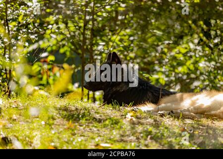 Dunkelgefärbter junger grauer Wolf. Szene aus dem Naturschutzgebiet. Stockfoto