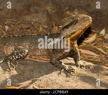 Eidechse des östlichen Wasserdrachens, Intellagama lesueurii, die sich in der Sonne auf einem Felsen in einem Stadtpark in Queensland, Australien sonnen Stockfoto