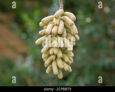 Korkenzieher-Haselnuss (Corylus avellana 'Contorta'), Zweig mit Pollenzapfen im Februar, Bayern, Deutschland, Europa Stockfoto