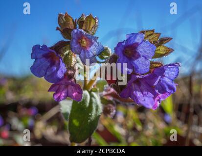 Blühender Fleckenkraut oder echtes Lungenkraut (Pulmonaria officinalis), Bayern, Deutschland, Europa Stockfoto