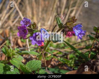 Blühender Fleckenkraut oder echtes Lungenkraut (Pulmonaria officinalis), Bayern, Deutschland, Europa Stockfoto