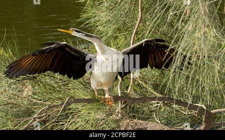 Australasian Schlangenhals-Liebling, Anhinga novaehollandiae, trocknen ihre Flügel auf dem niedrigen Ast eines Baumes mit einem Hintergrund von grünem Laub und Wasser Stockfoto