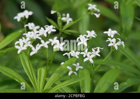 Waldmeister (Galium odoratum), Bayern, Deutschland, Europa Stockfoto