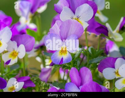 Wilde Stiefmütterchen (Viola tricolor), Bayern, Deutschland, Europa Stockfoto