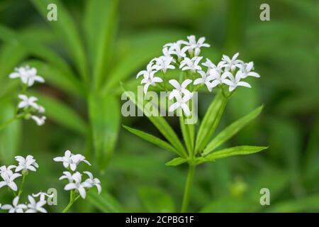 Waldmeister (Galium odoratum), Bayern, Deutschland, Europa Stockfoto