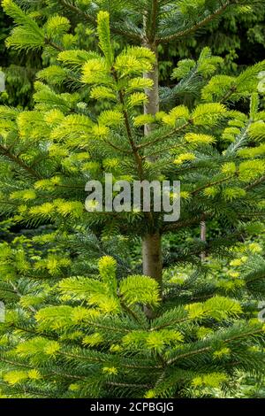 Junge Triebe einer Norwegenfichte (Picea abies), Bayern, Deutschland, Europ Stockfoto