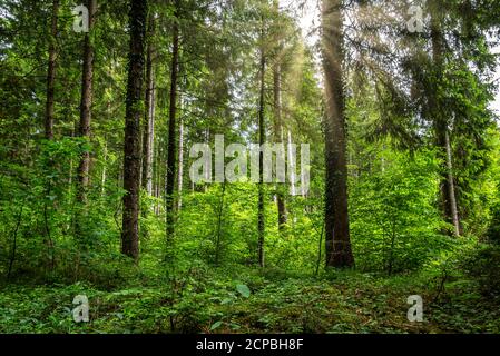 Mischwald mit Fichte (Picea abies) und Buche (Fagus sylvatica) im Hintergrund, Oberbayern, Deutschland, Europa Stockfoto